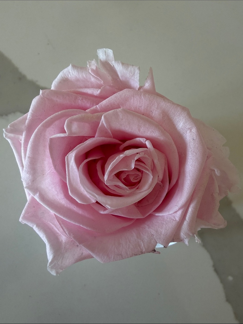 Venus Et Fleur Petit Round - Picture 7 of 7